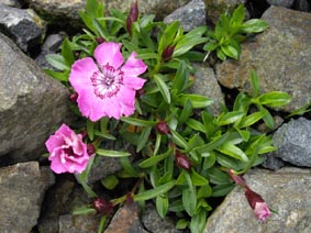 Dianthus alpinus